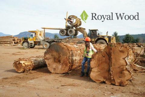 Заготовка лучшей в мире древесины для строительства элитных деревянных домов — красного канадского кедра